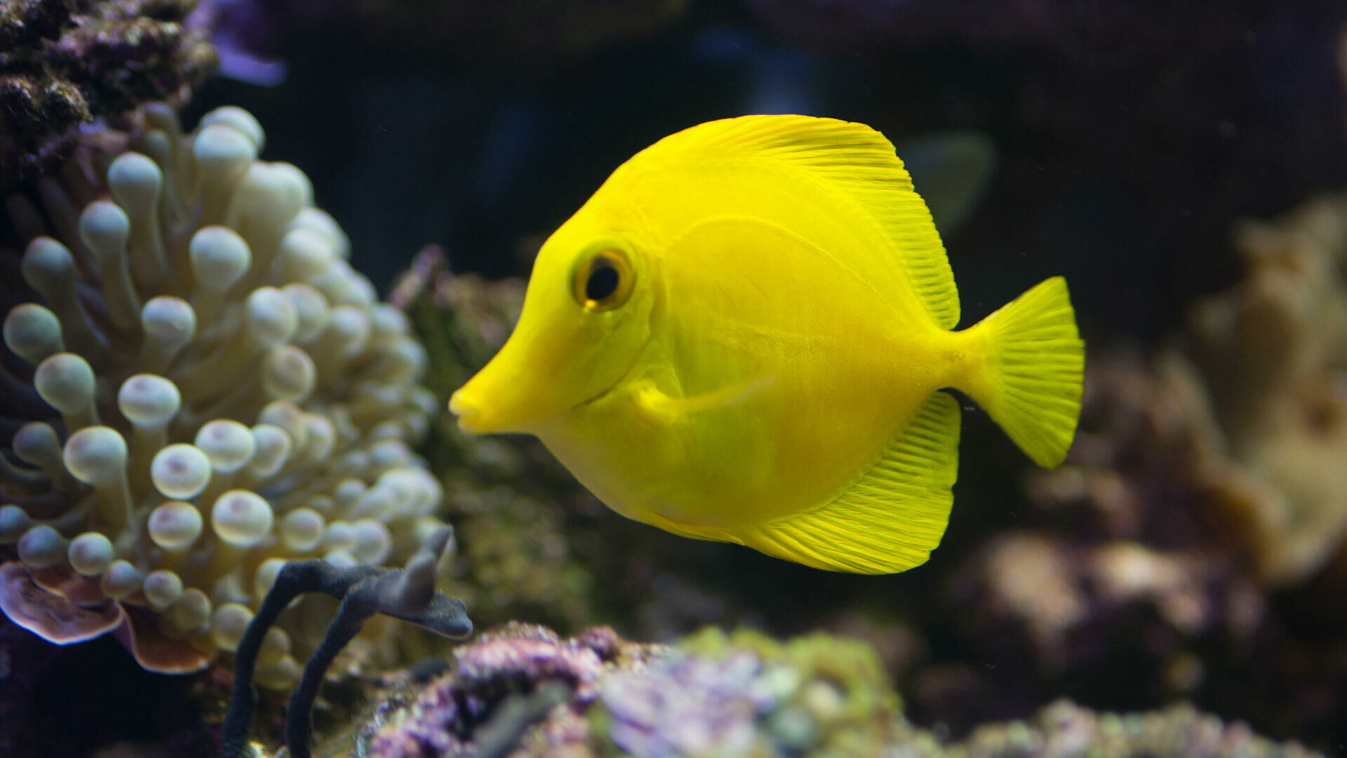 Imagem do Yellow Tang